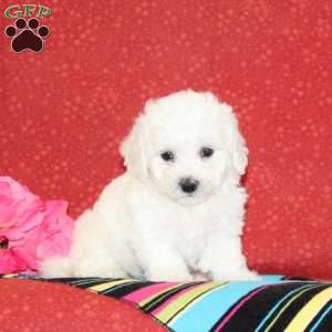 Tulip, Bichon Frise Puppy